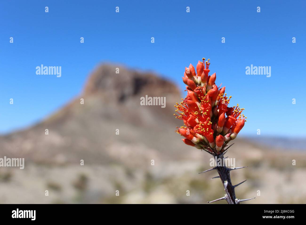 Ocotillo flowers closeup at Big Bend National Park in Texas Stock Photo
