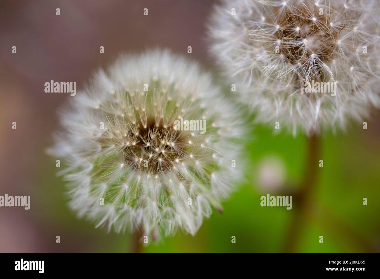 Dandelion seeds ready to float away on the breeze in late spring. Stock Photo