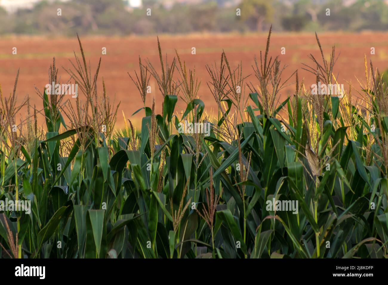 View of a green corn plantation in Brazil Stock Photo