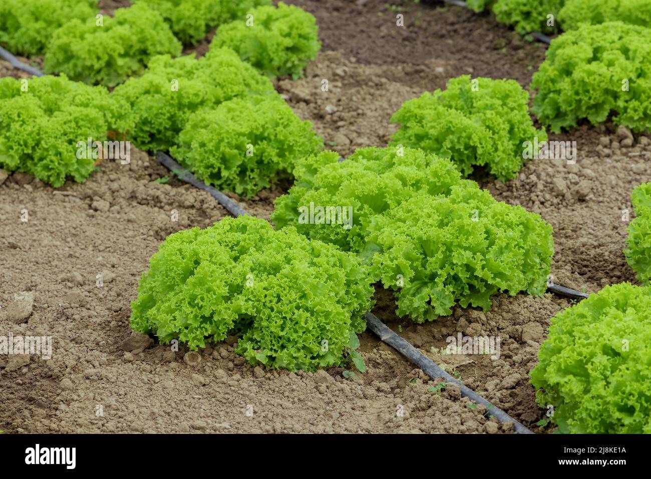 Lettuce grow in the greenhouse with drip irrigation system Stock Photo