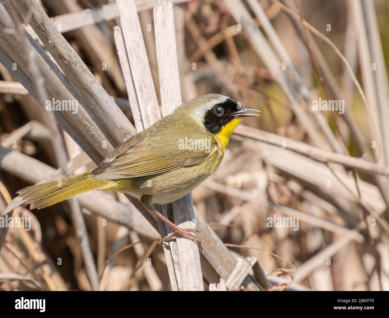 A Common Yellow-throat Warbler in marsh reeds Stock Photo