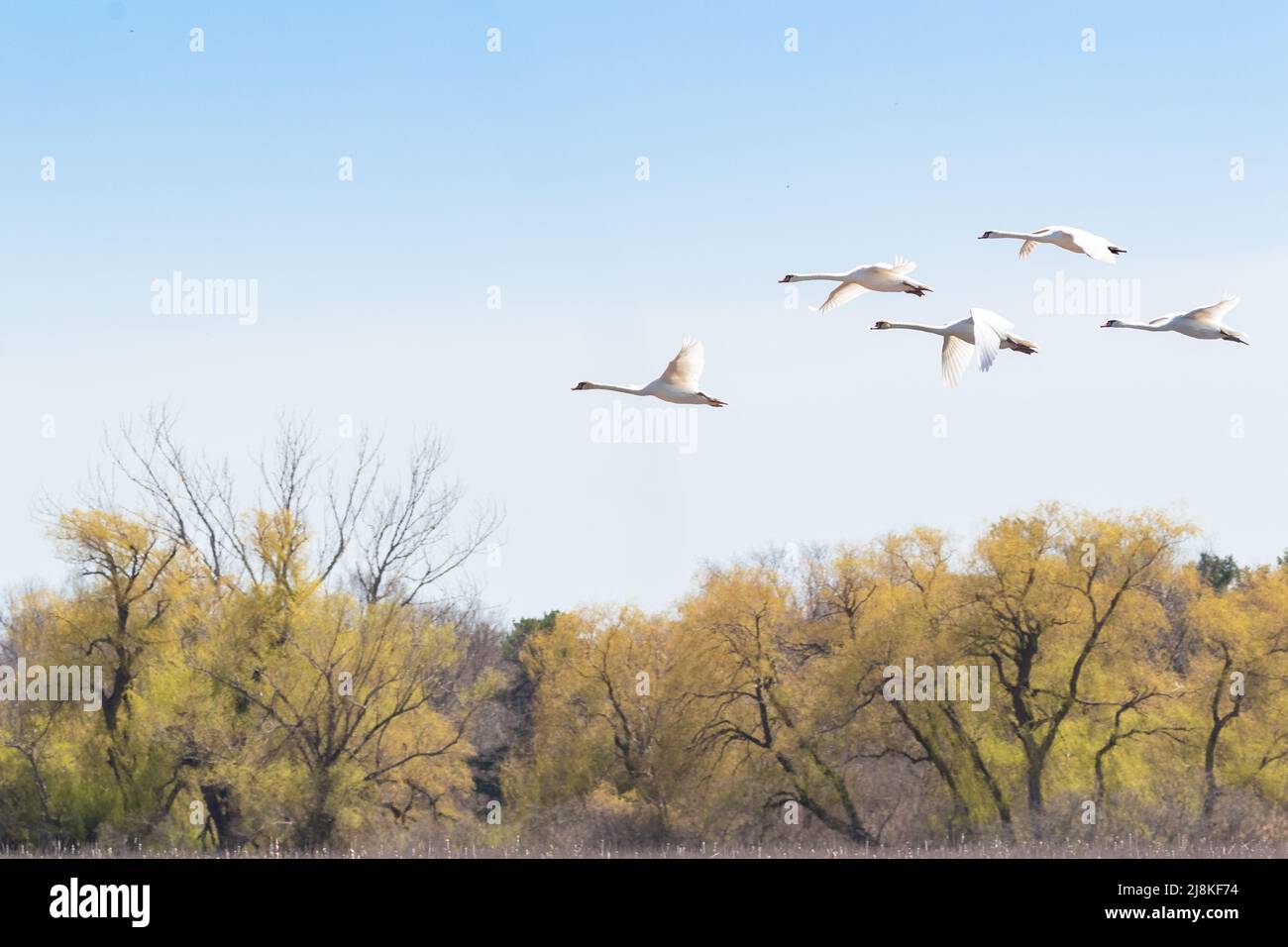 Five Mute swans flying over trees in Pelee National Park Ontario Stock Photo