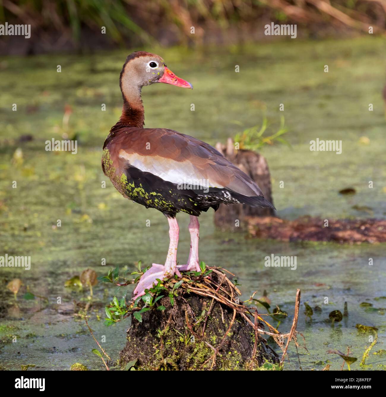The black-bellied whistling duck at Brazos Bend  State Park, Texas Stock Photo