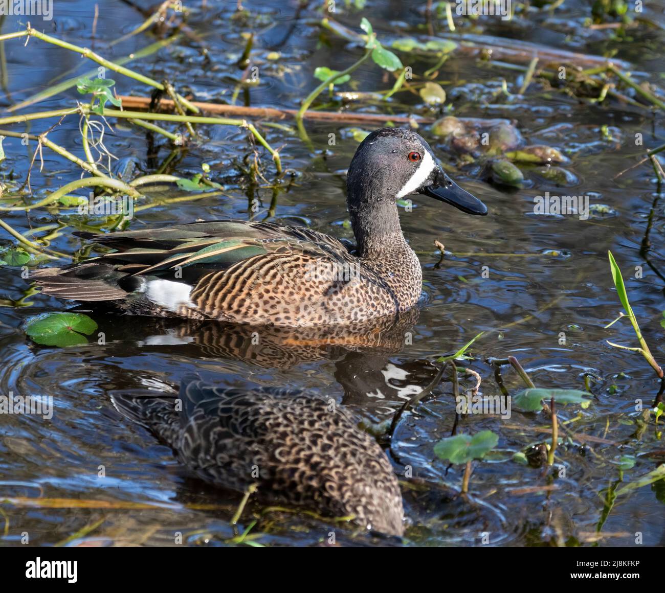 The blue wing teal  at Brazos Band State park Stock Photo