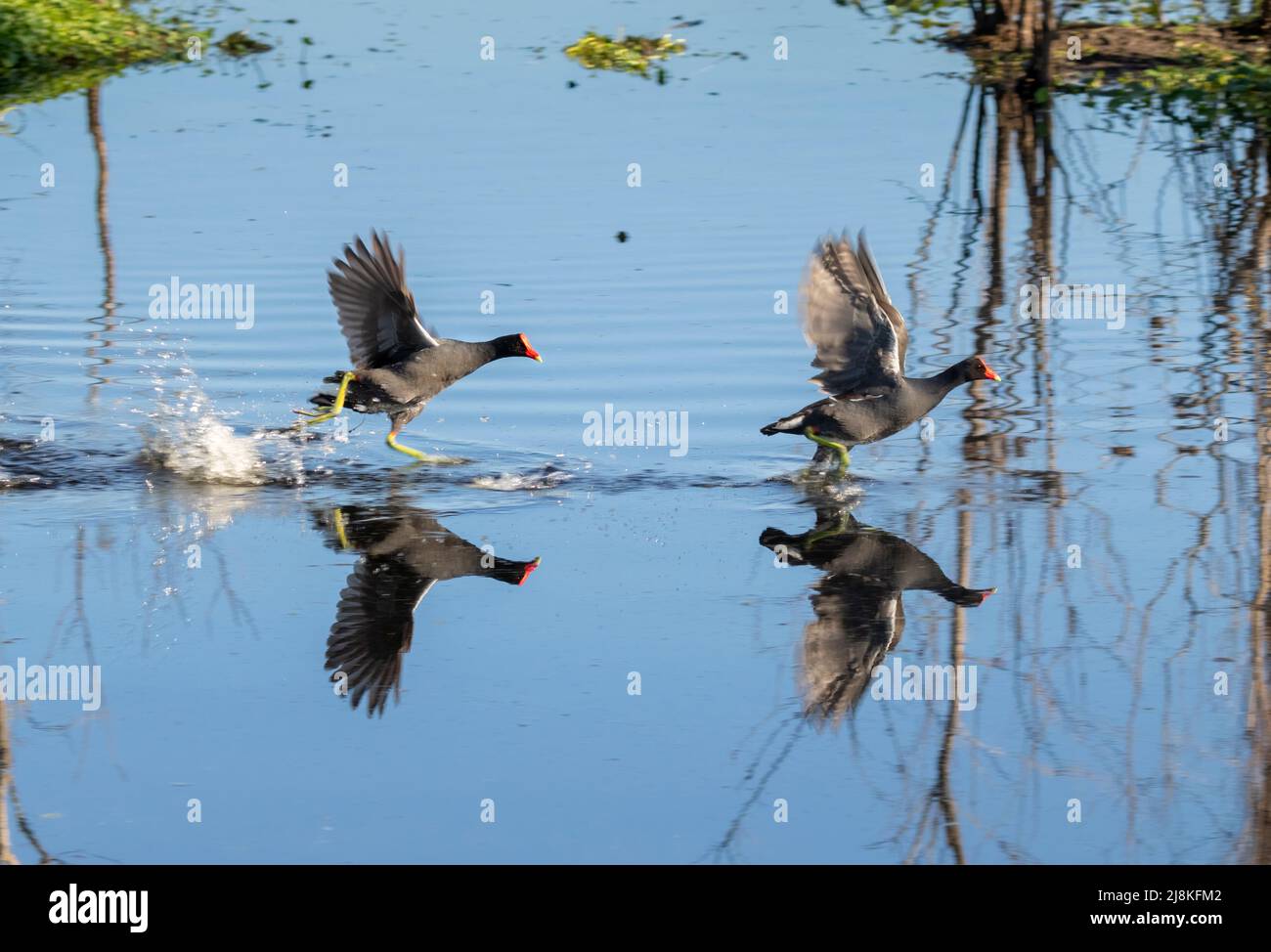 The chase of two moorhens at Brazos Band State Park Stock Photo