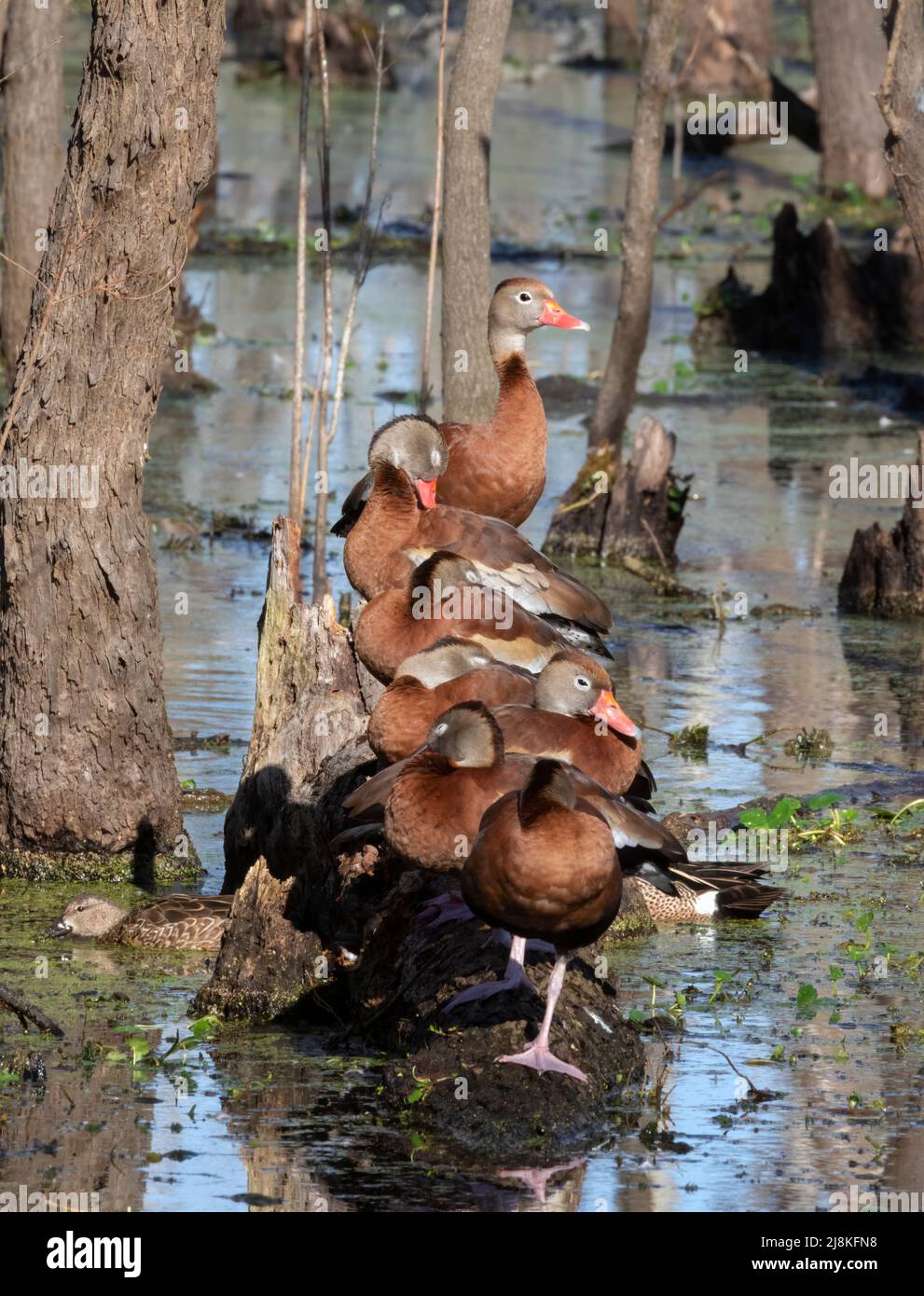 The flock of black-bellied whistling ducks gettig rest at Brazos Bend  State Park, Texas Stock Photo