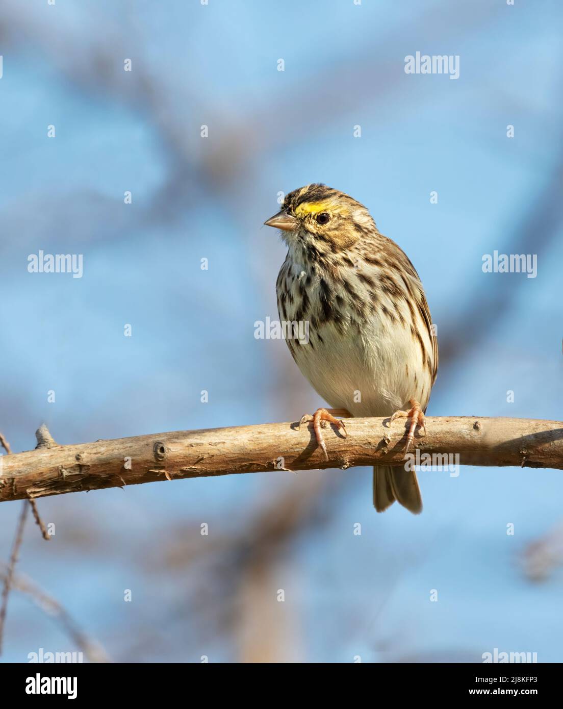 The Savannah sparrow (Passerculus sandwichensis) Stock Photo