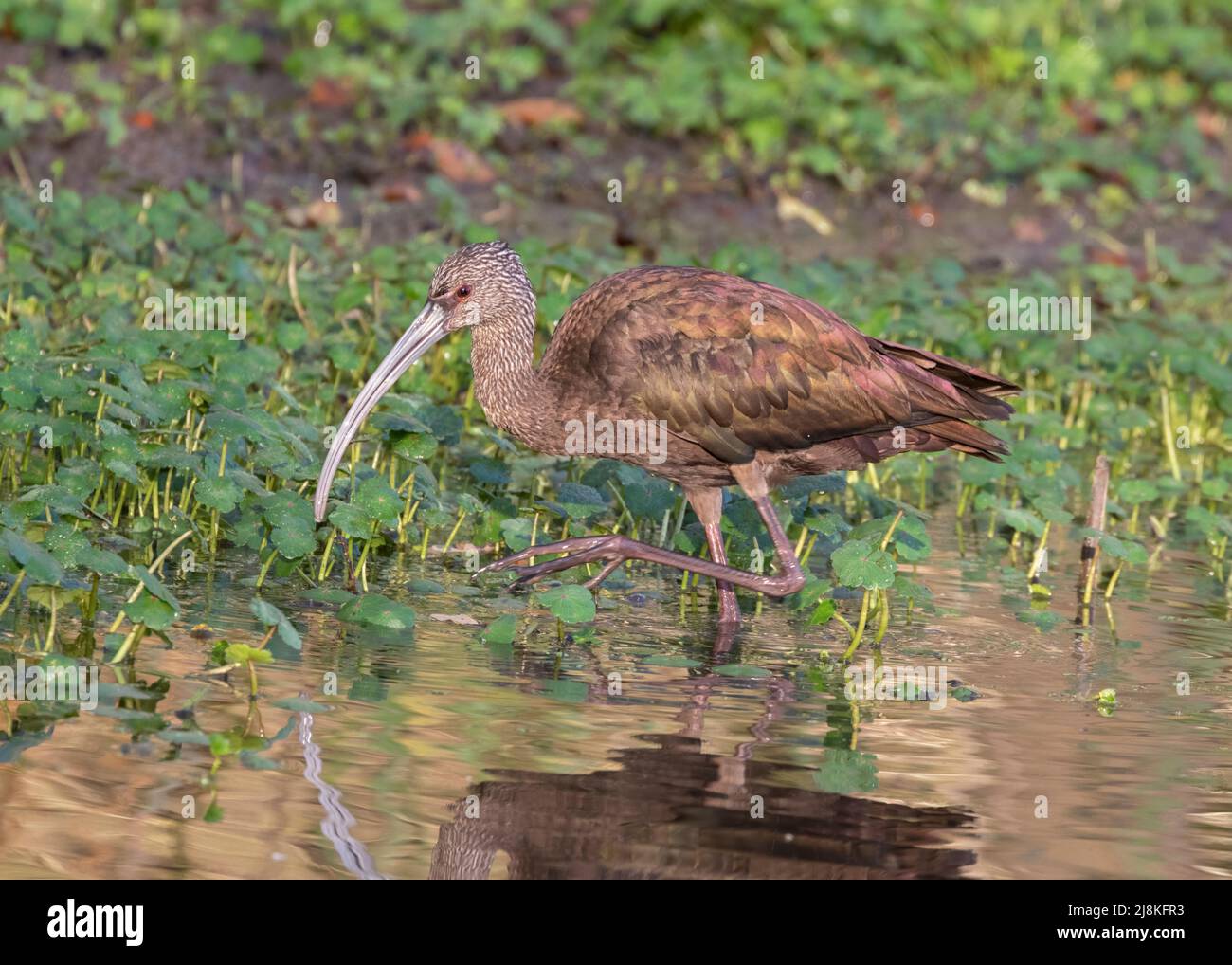 White-faced ibis (Plegadis chihi) feeding at wetland, Brazos Bend State park, Texas Stock Photo