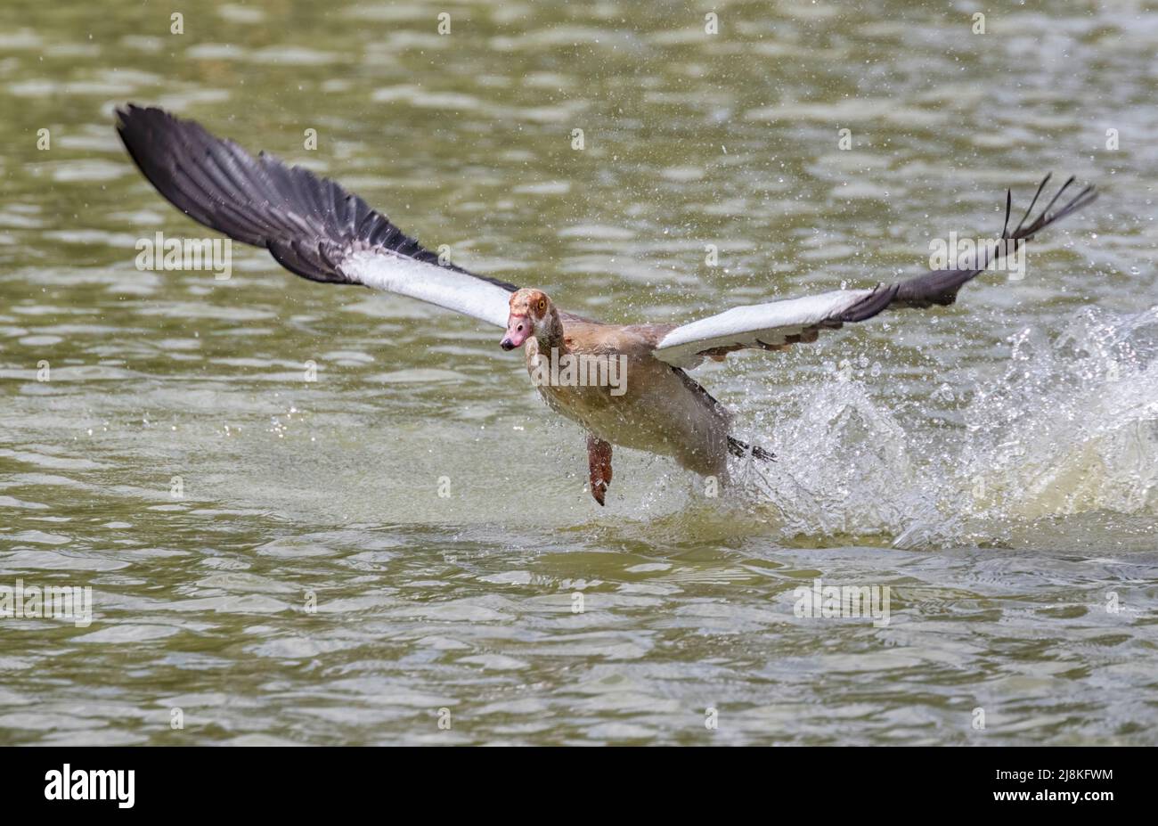 Male Egyptian goose (Alopochen aegyptiacus) with spread wings Stock Photo