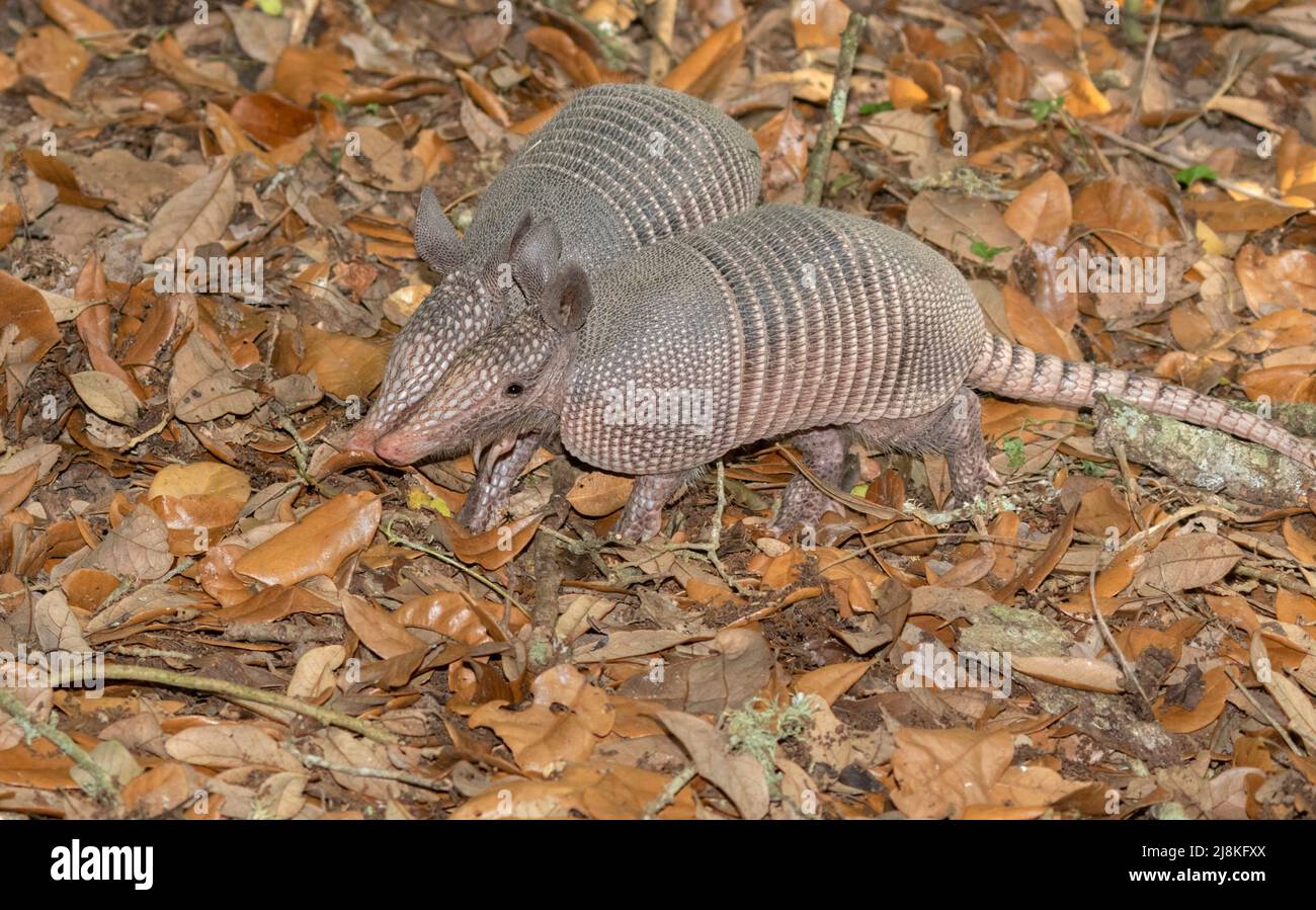 Two young nine-banded armadillos (Dasypus novemcinctus) foraging in soil together, Texas Stock Photo