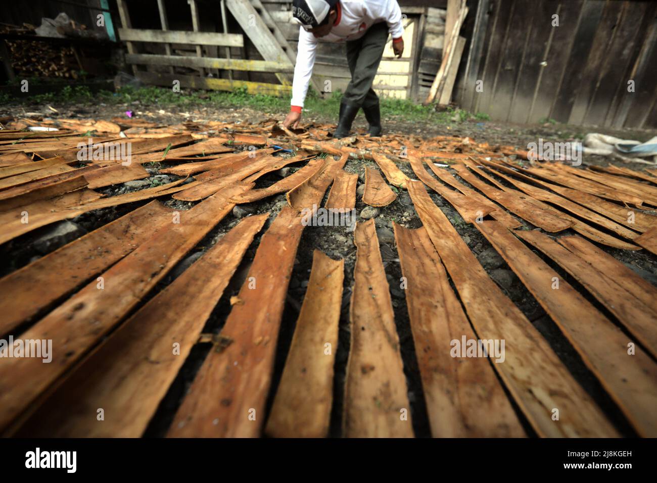 A man drying cinnamon barks in the sun in Kayu Aro, Kerinci, Jambi