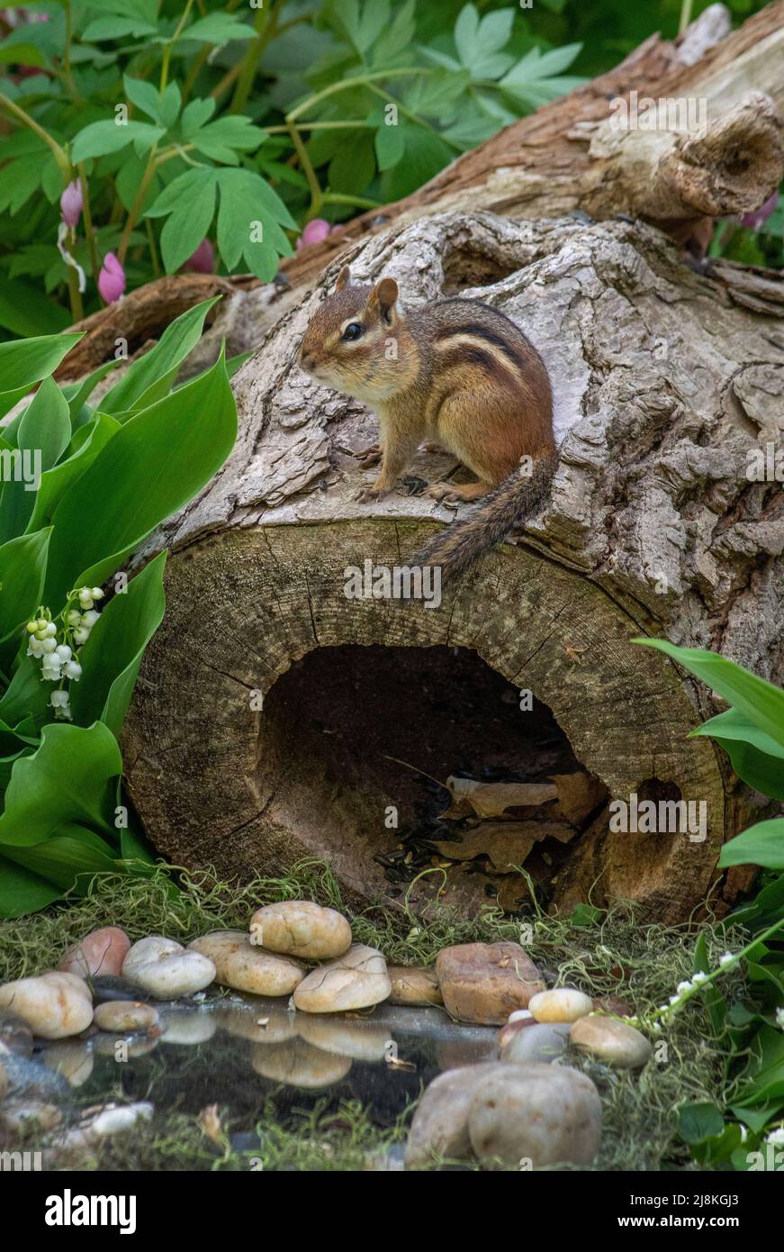 An active chipmunk perches on top of a hollow log by a tiny pond Stock ...
