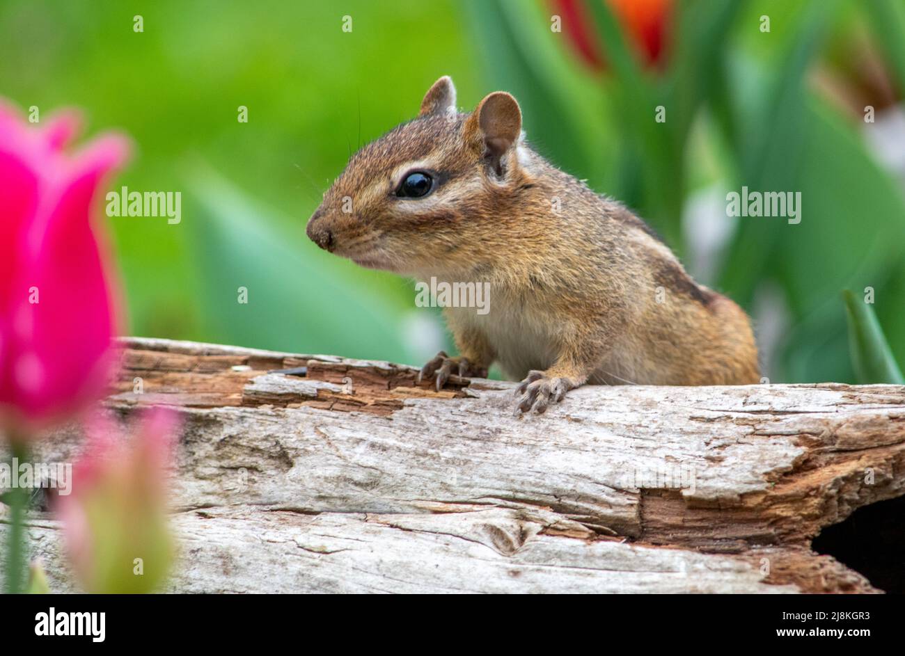Small chipmunk looks cautiously around as he scampers over a hollow log Stock Photo