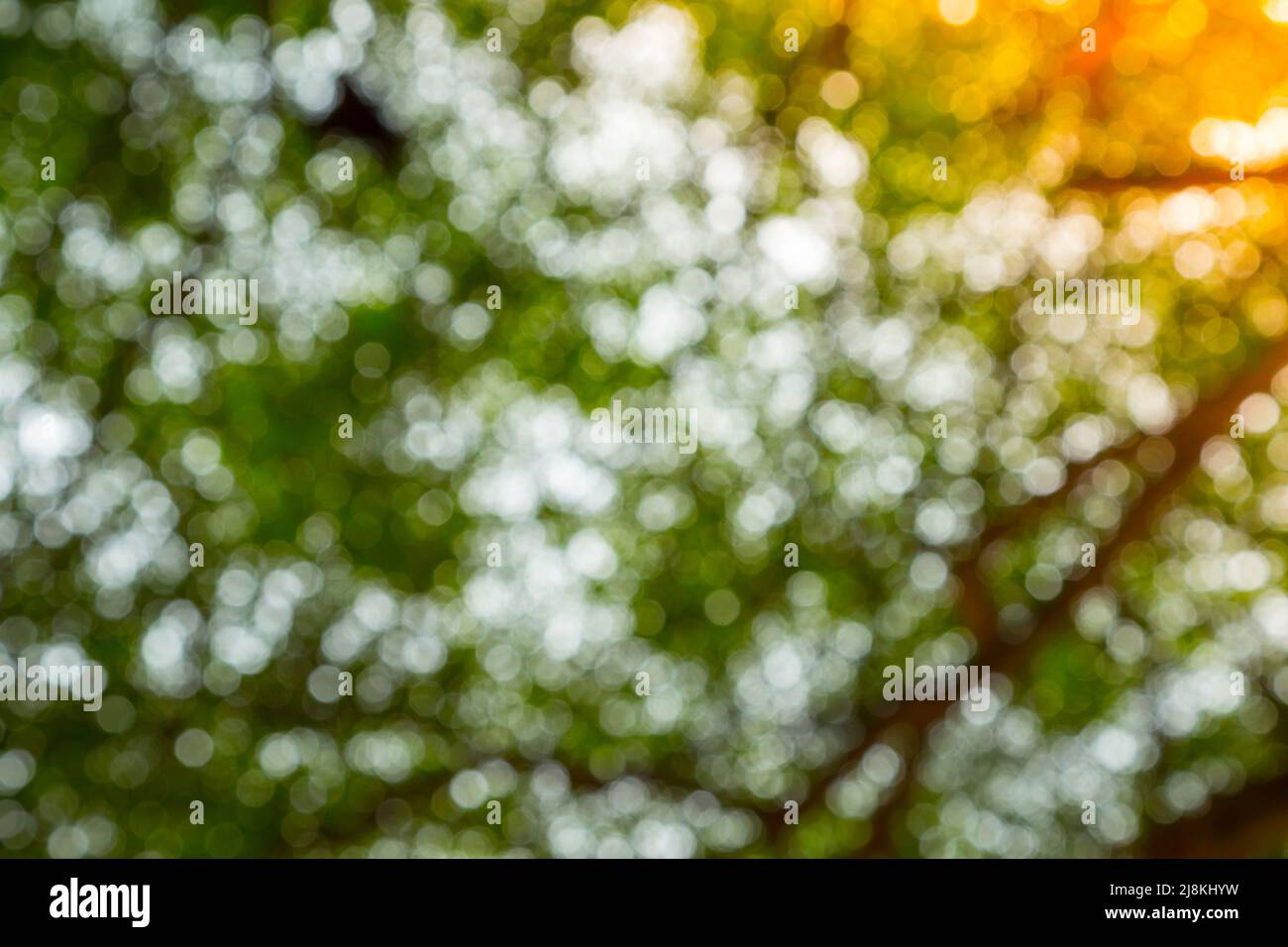 Green bokeh of tree nature background Stock Photo - Alamy