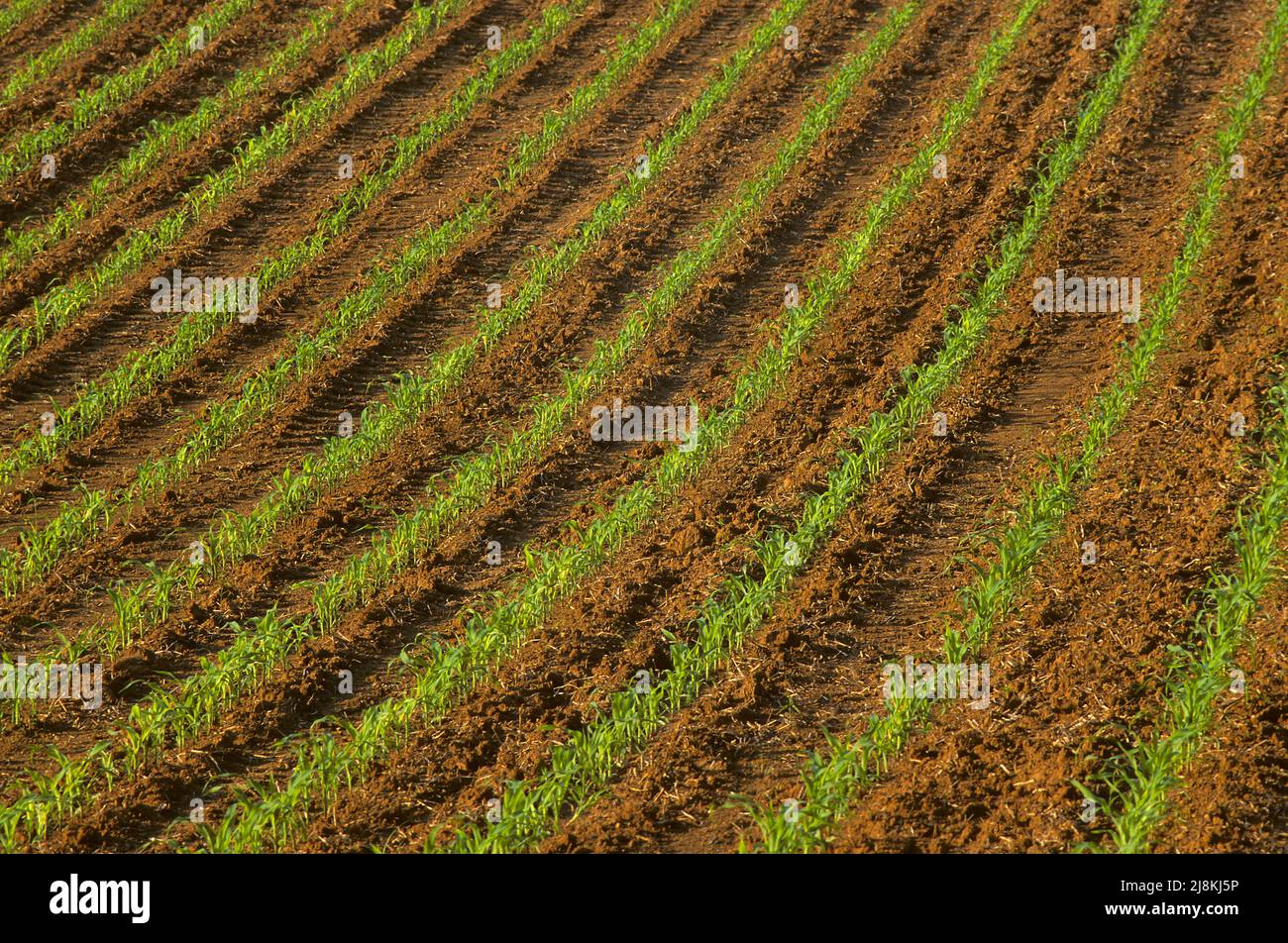 A field of young corn plants Stock Photo