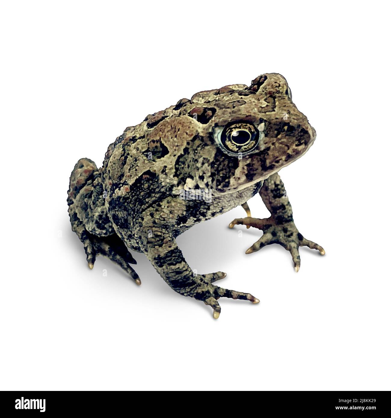 Toad On a white background as an amphibian in a three quarter view. Stock Photo