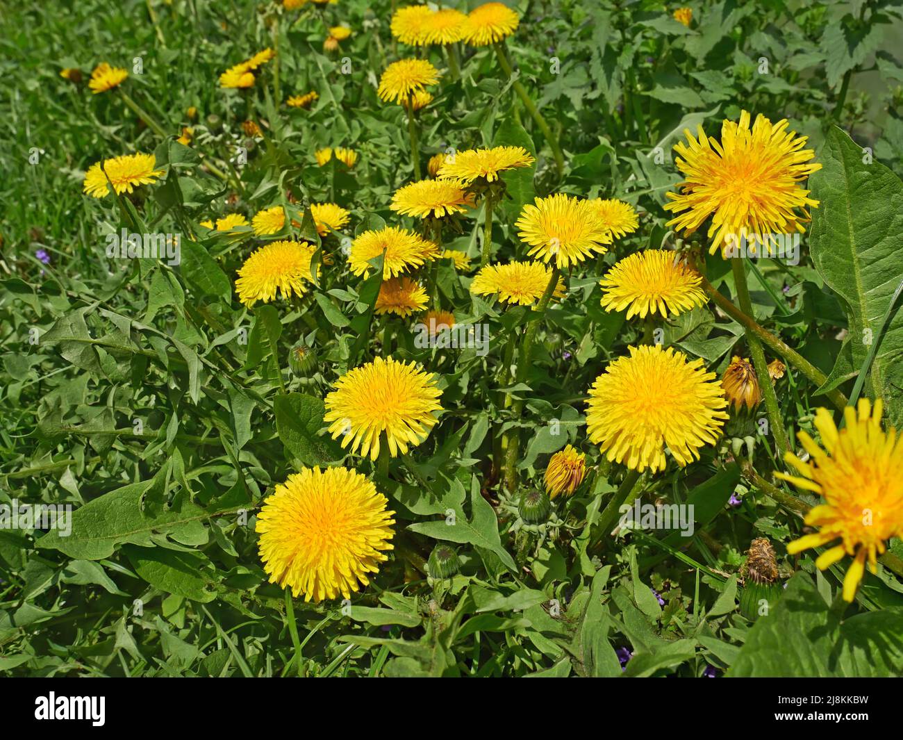Many dandelion (in Latin: Taraxacum officinale) flowering on meadow in early May, close-up Stock Photo