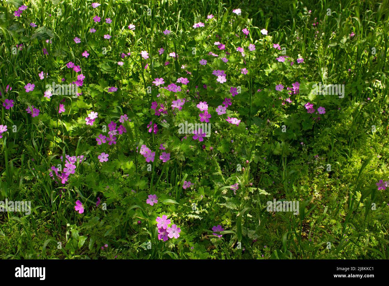 Beautiful green meadow with geraniums nodosum. Stock Photo