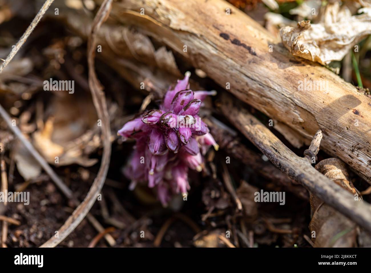 Lathraea squamaria flower in mountains, macro Stock Photo