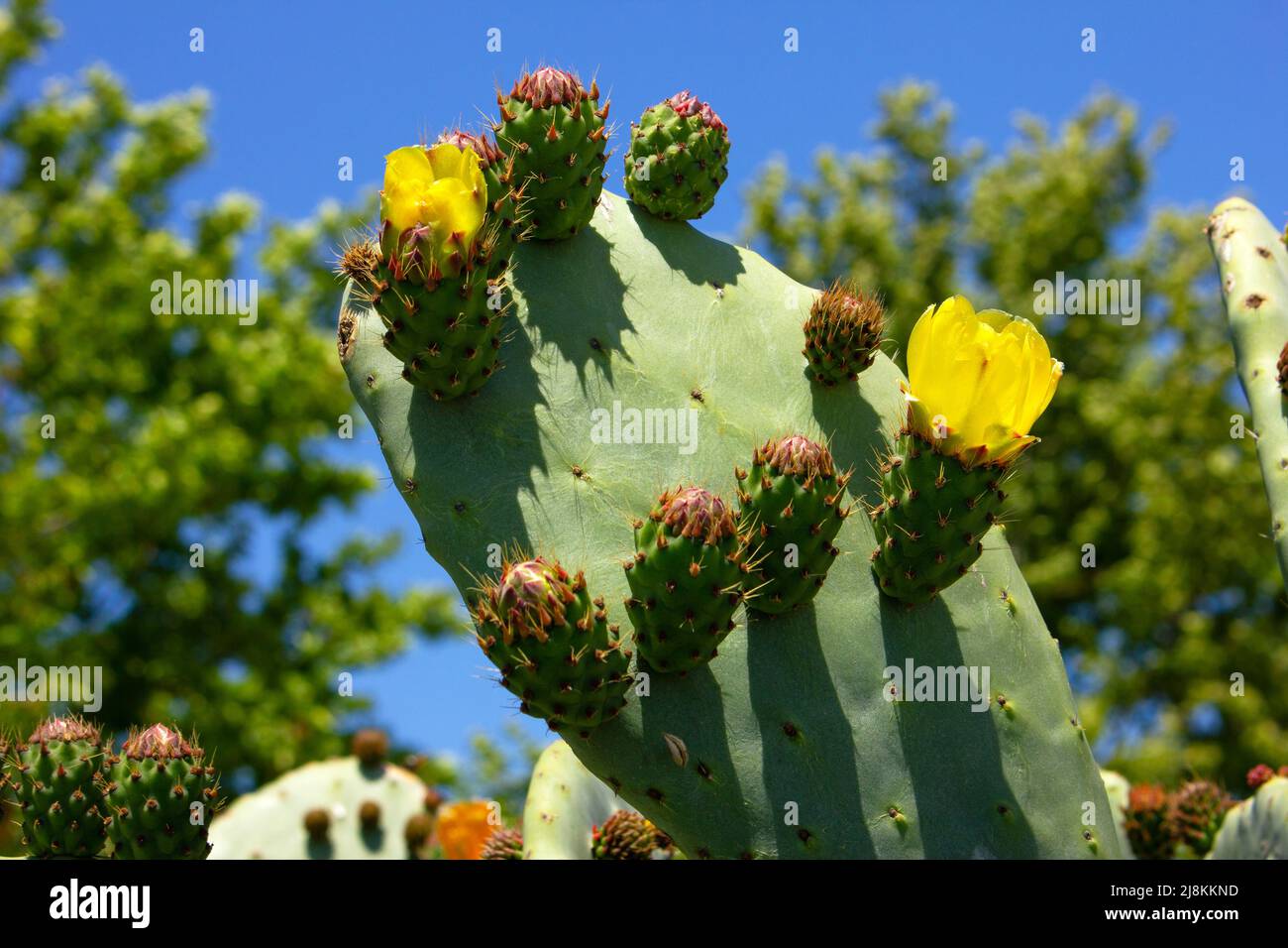 Opuntia cactus with beautiful yellow flowers Stock Photo Alamy