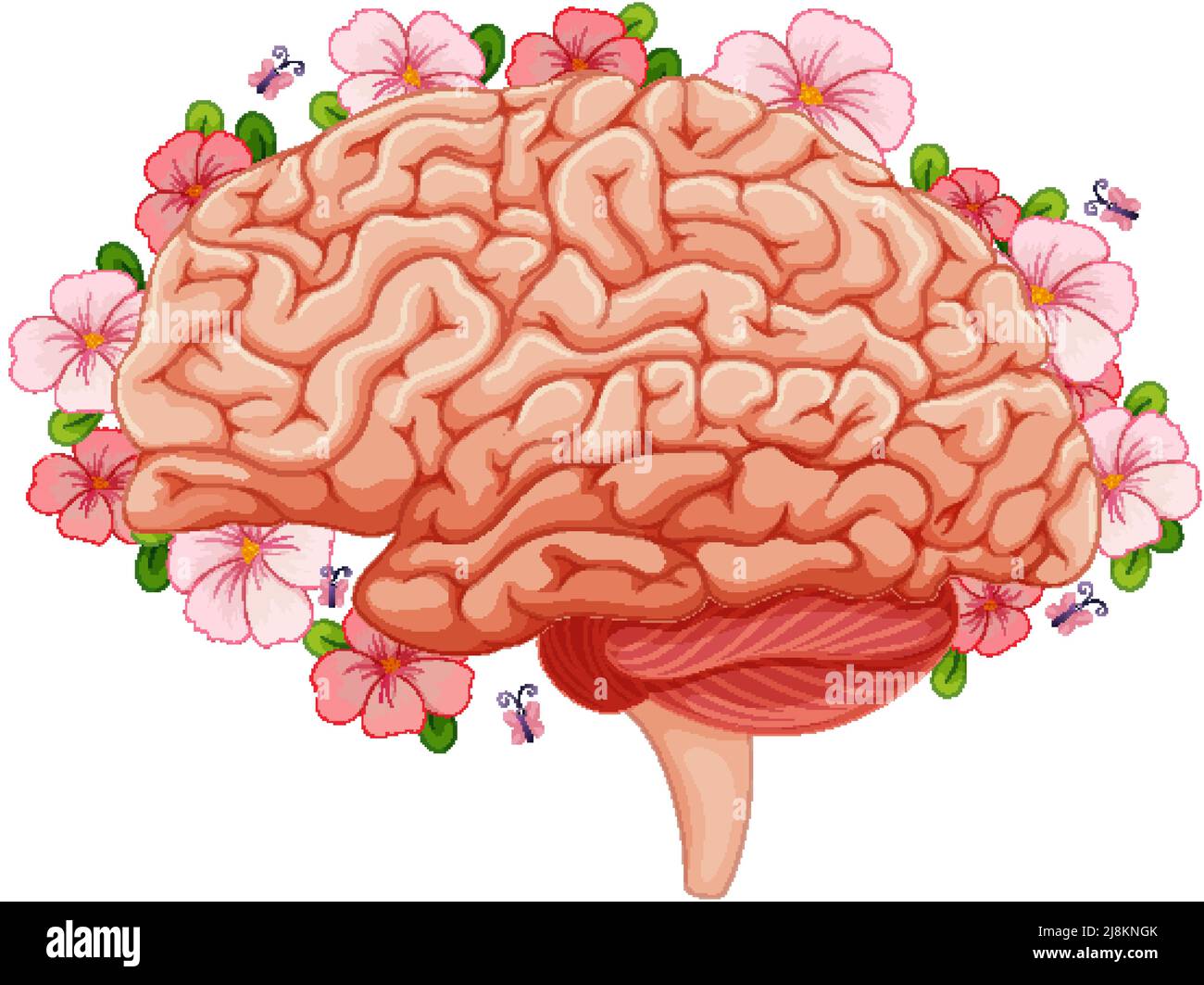 Human brain with pink flowers illustration Stock Vector Image & Art Alamy