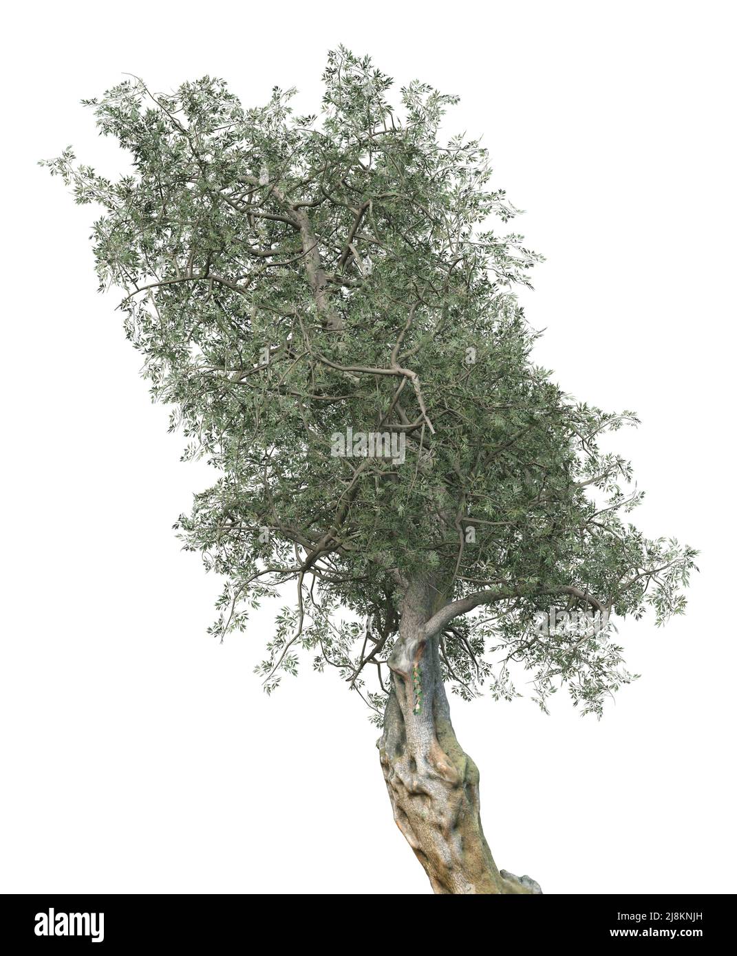 Detailed olive tree with green leaves isolated on white, 3D ...