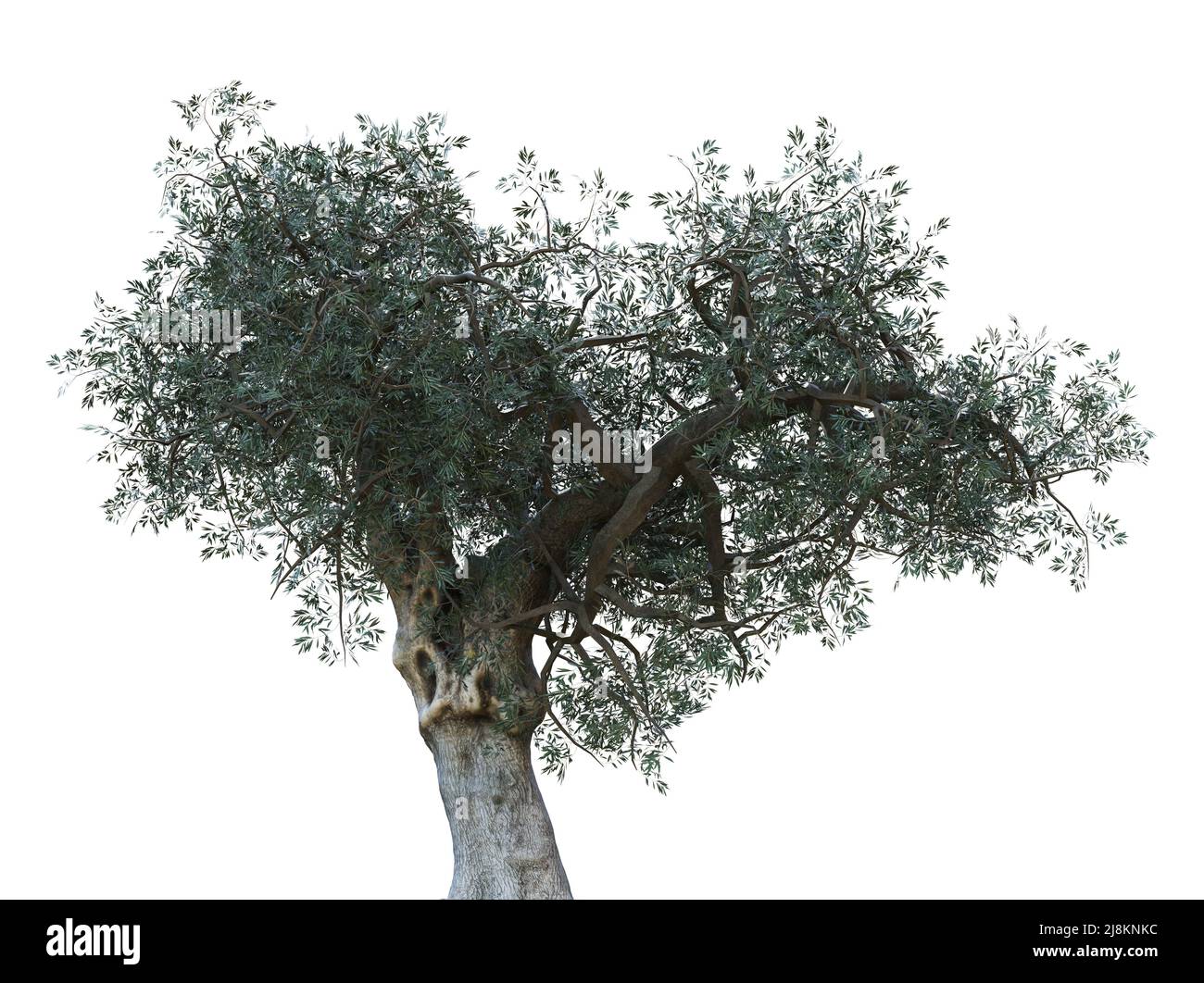 Detailed olive tree with green leaves isolated on white, 3D ...