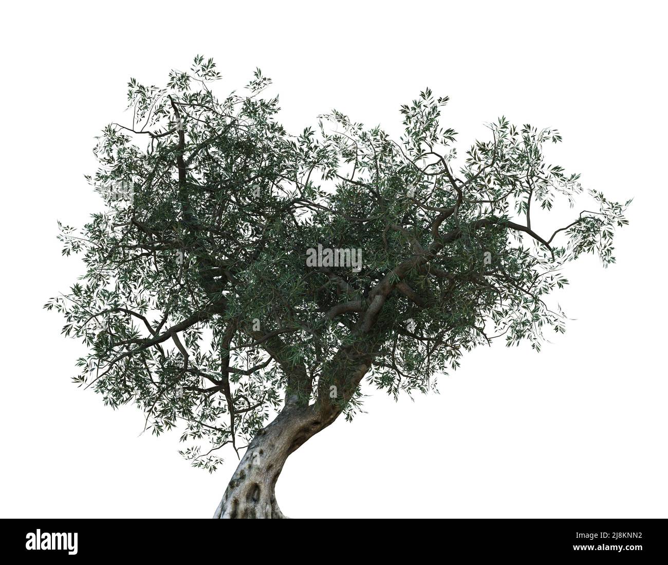 Detailed olive tree with green leaves isolated on white, 3D ...