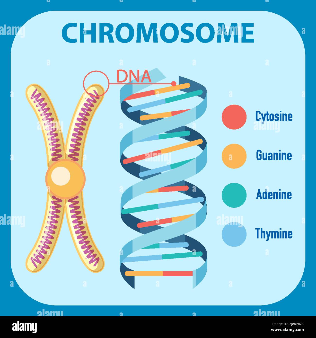 Diagram showing human chromosome illustration Stock Vector Image & Art ...