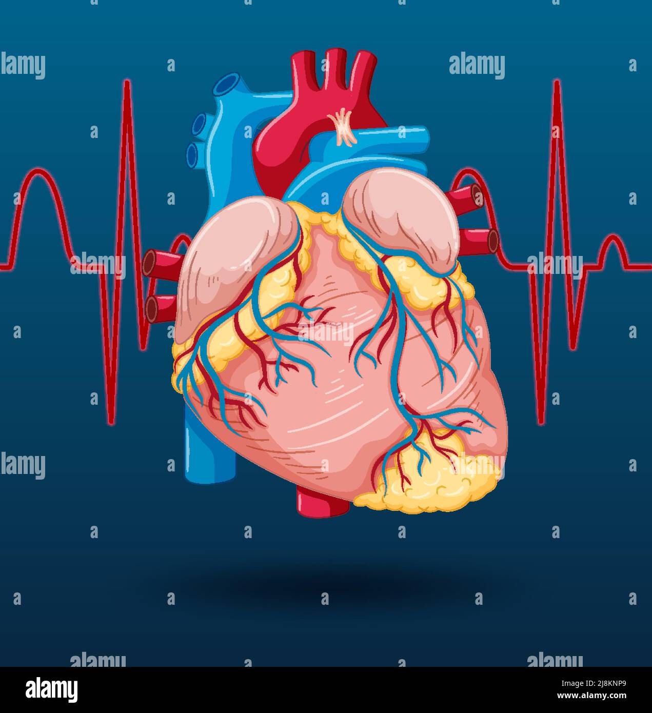 Human internal organ with heart illustration Stock Vector Image & Art ...