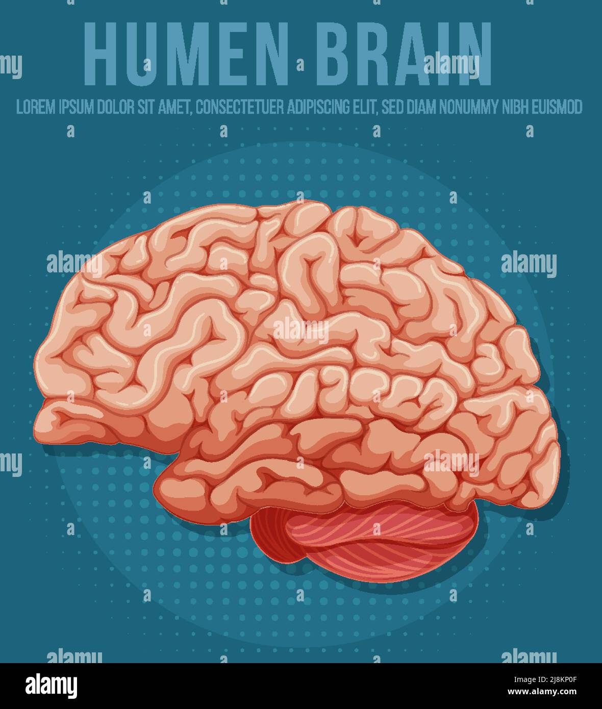 Human internal organ with brain illustration Stock Vector Image & Art ...