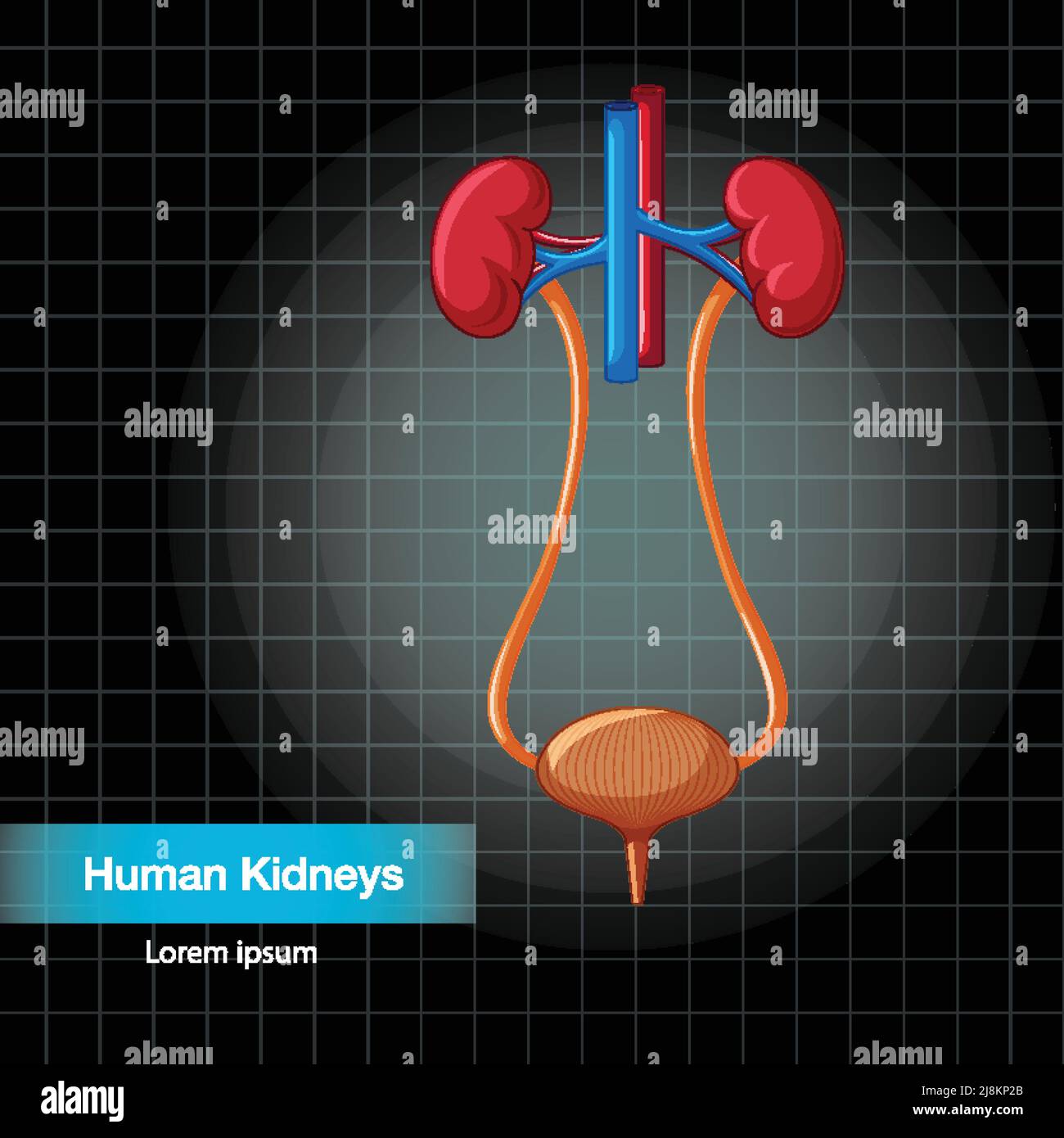 Human internal organ with kidneys and bladder illustration Stock Vector ...