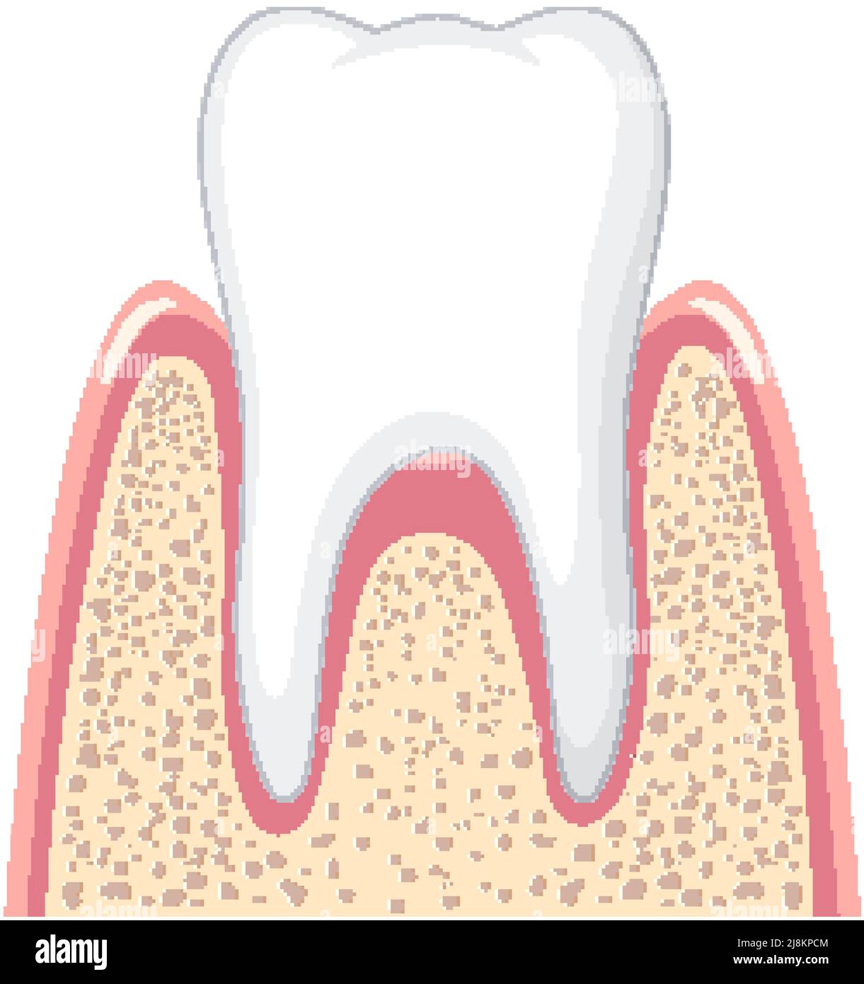 Strong tooth in gum on white background illustration Stock Vector Image