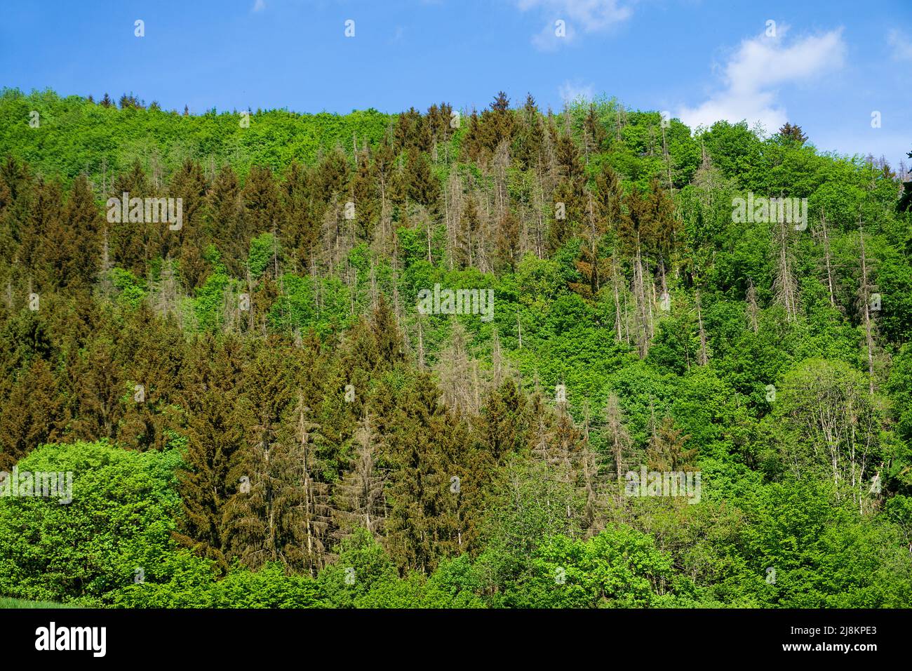 Forest dieback, conifers die due to drought and climate change, Bourscheid, Diekirch district, Ardennes, Luxembourg, Europe Stock Photo