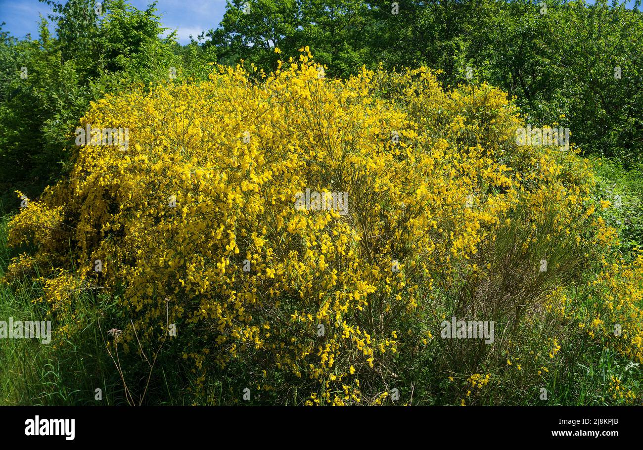Common Broom bush  (Cytisus scoparius), blooming, Bourscheid, Diekirch district, Ardennes, Luxembourg, Europe Stock Photo
