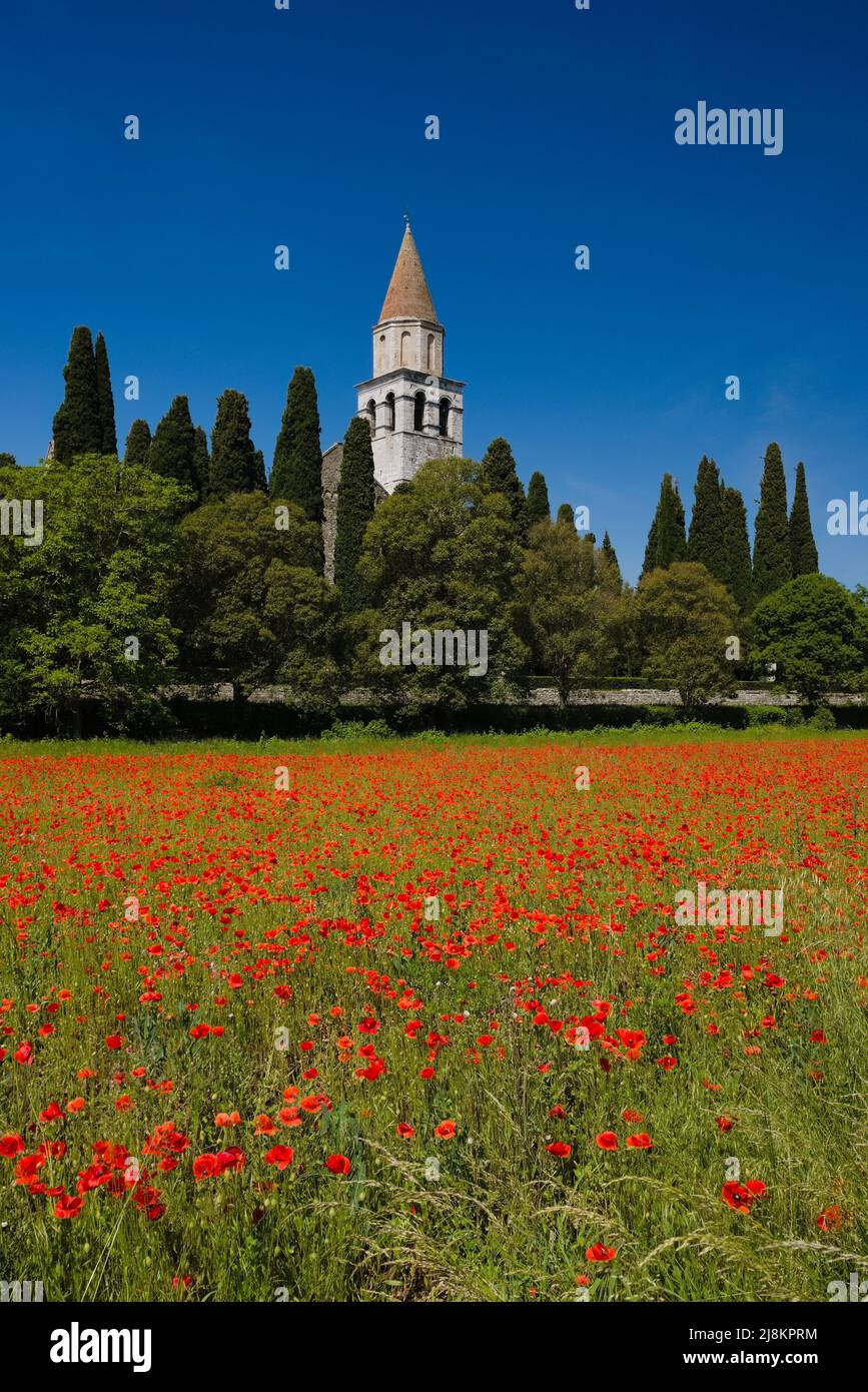 A field of red poppies with the bell tower of the church of Aquileia in the background in a sunny day Stock Photo