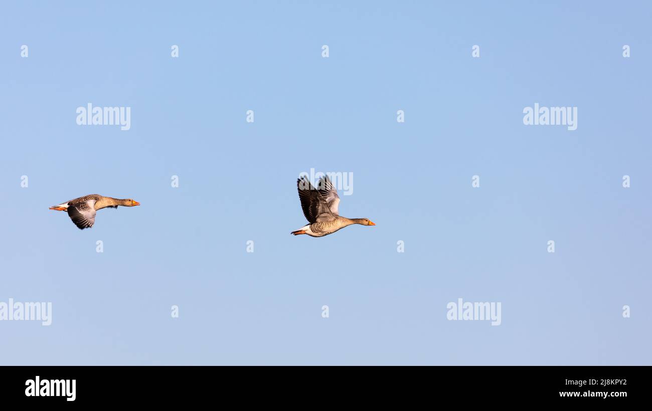 Two birds (greylag geese) flying in the sky. Stock Photo
