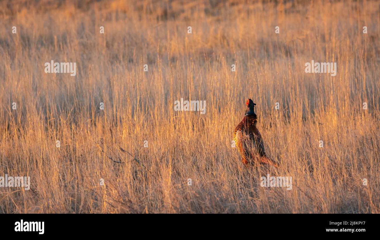Single male common pheasant on the island of Spiekeroog, Germany Stock Photo