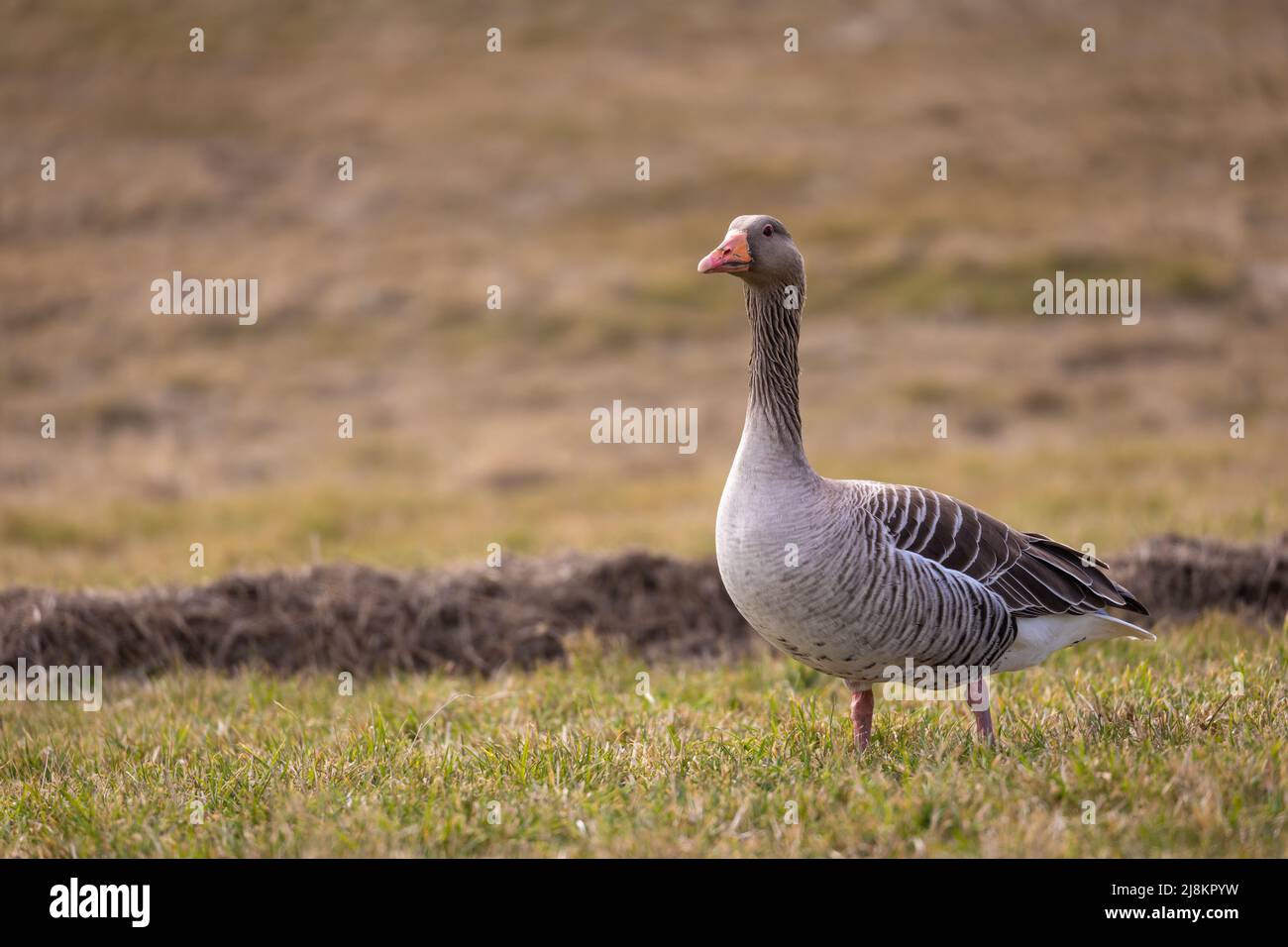 Attentive single greylag goose on the island of Spiekeroog, Germany. Stock Photo