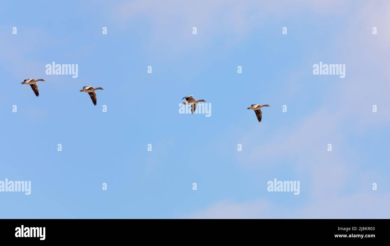 Flying geese on the island of Spiekeroog Stock Photo