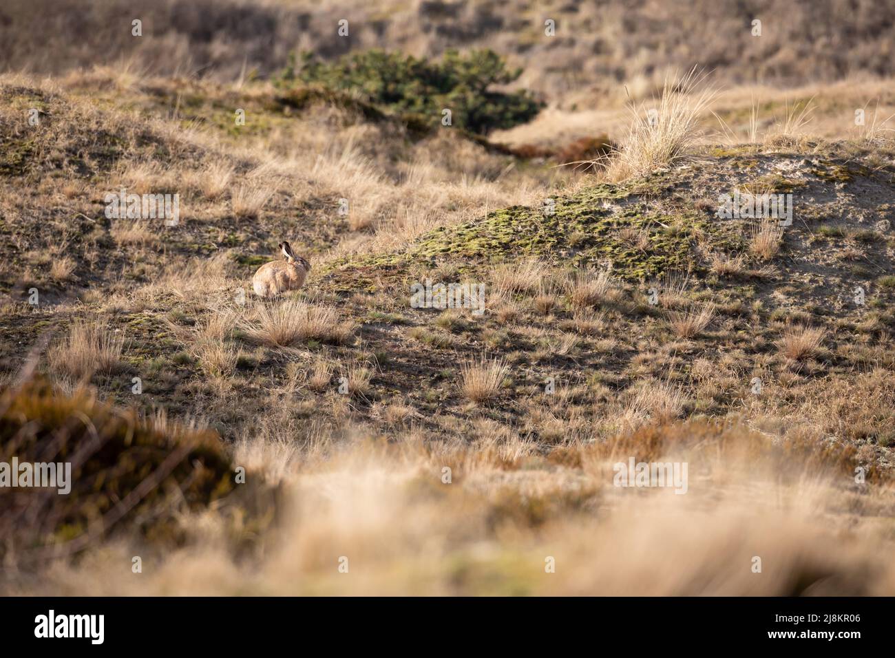 European hare feeding on a dune in spring. Island of Spiekeroog, Germany Stock Photo