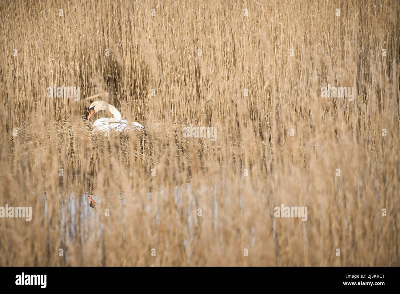 Mute swan breeding on a nest in the reeds on the Darrs near Zingst