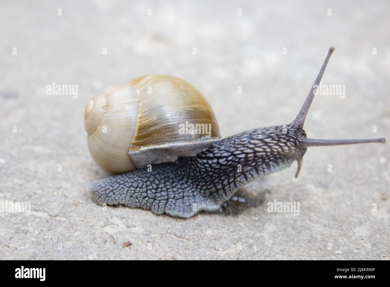 Snail on Stone Stock Photo