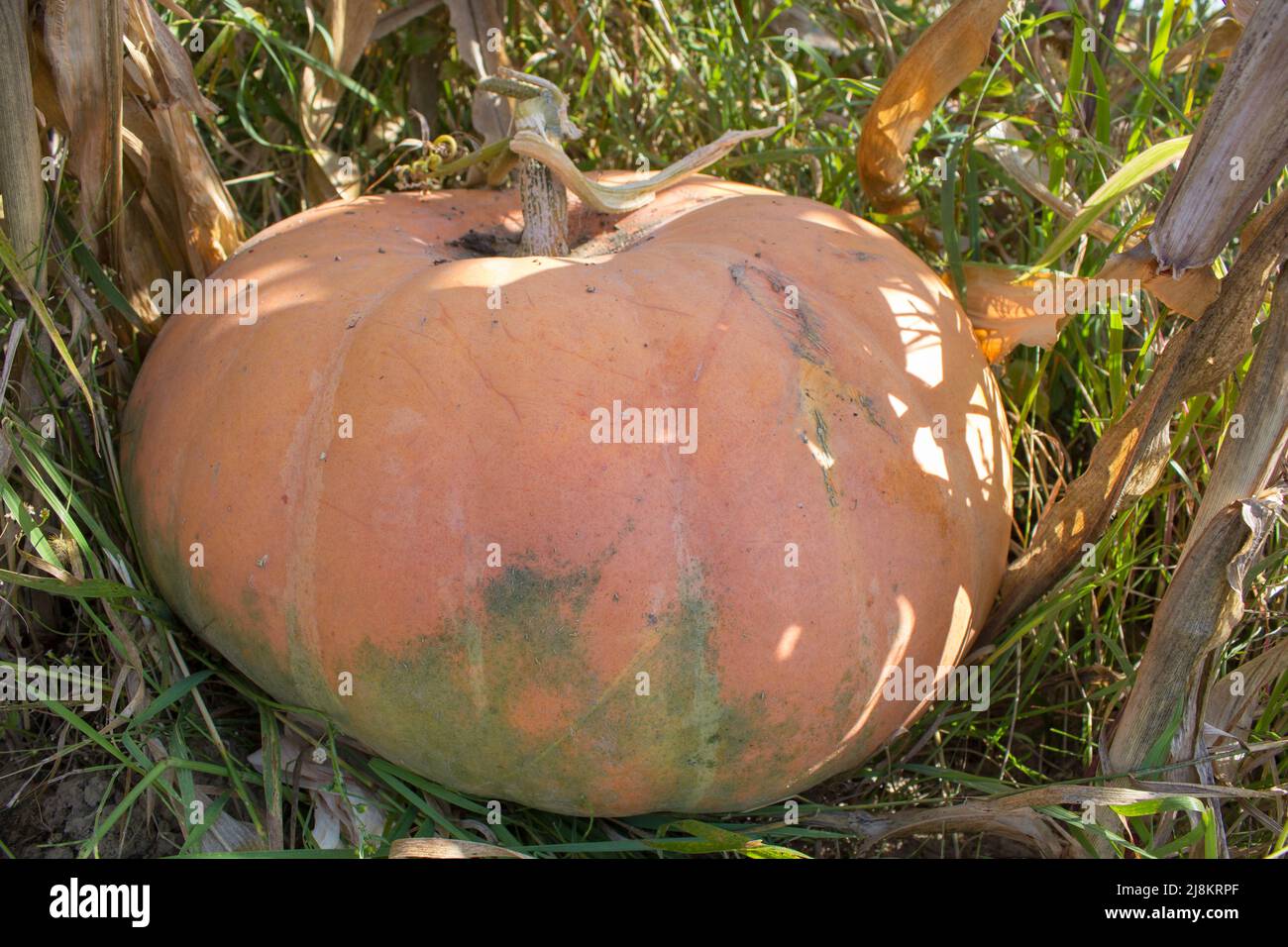 Big orange pumpkins growing in the garden Stock Photo - Alamy