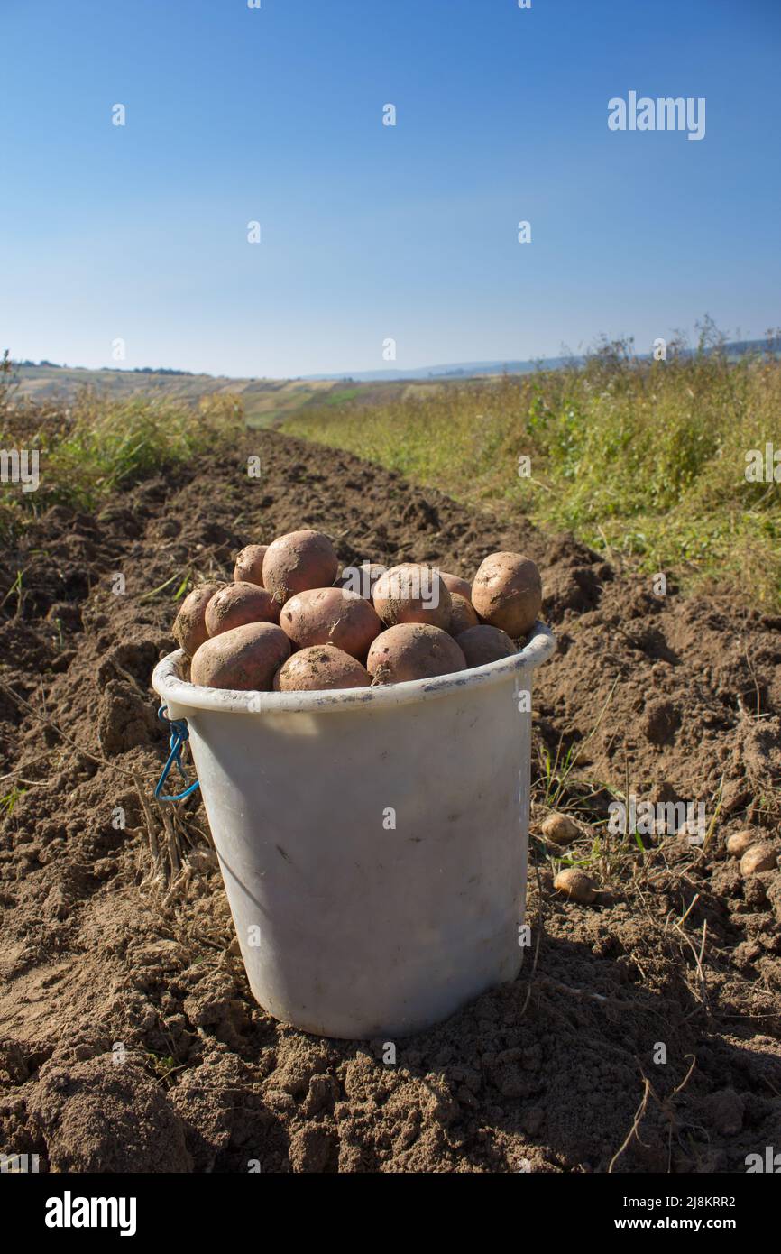 harvesting potatoes in a bucket in the field Stock Photo Alamy