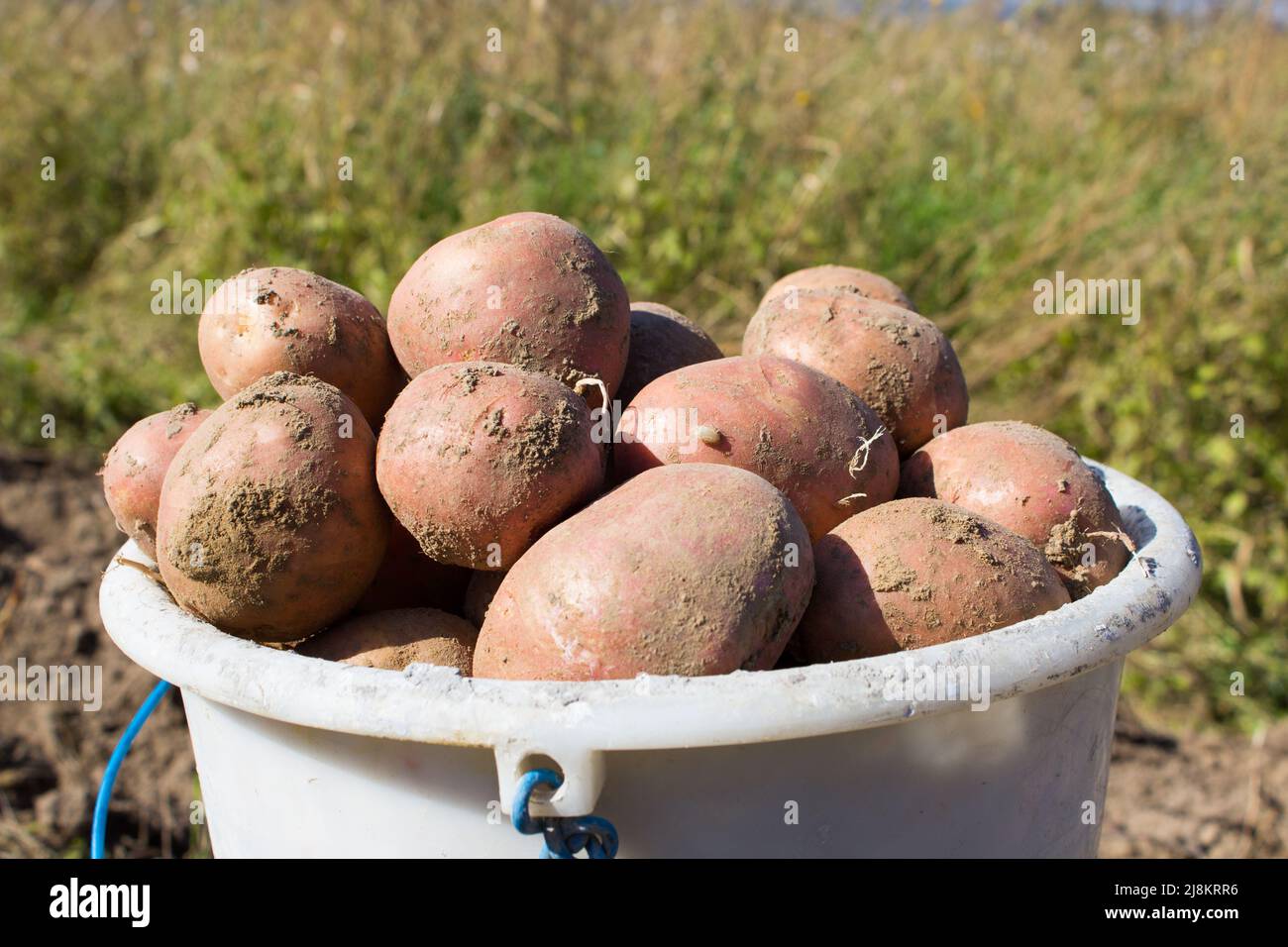 harvest large potatoes in a bucket in the field Stock Photo Alamy