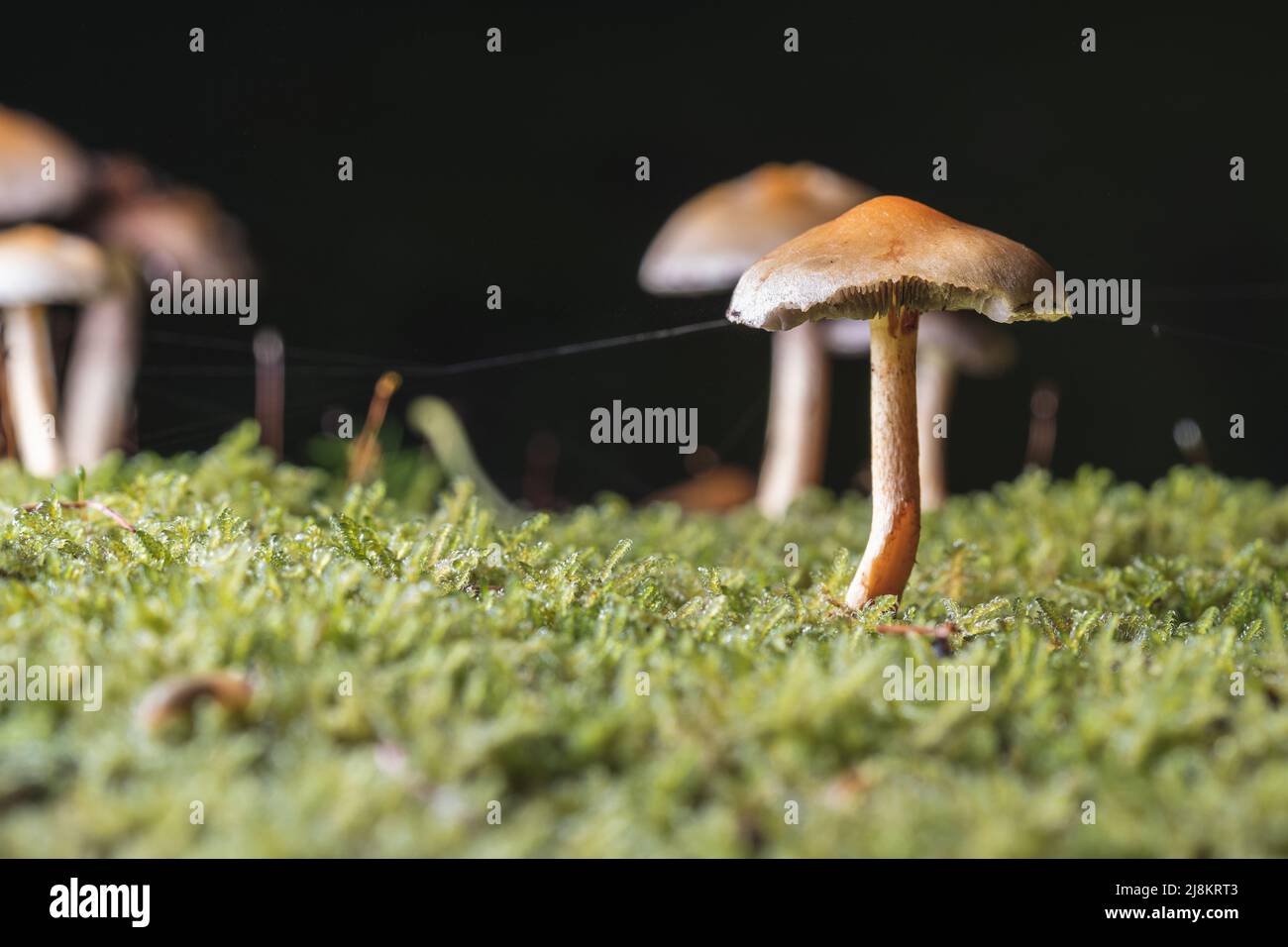 Detail of mushrooms in a forest on a mossy tree trunk Stock Photo - Alamy