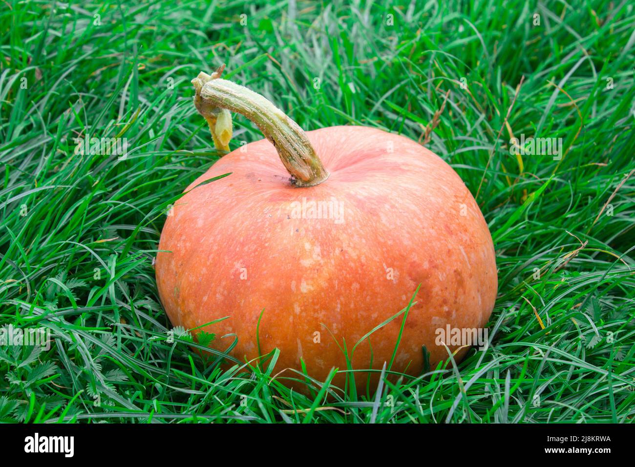 pumpkin in the grass Stock Photo - Alamy
