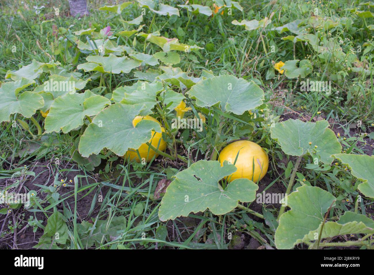 Big orange pumpkins growing in the garden Stock Photo - Alamy