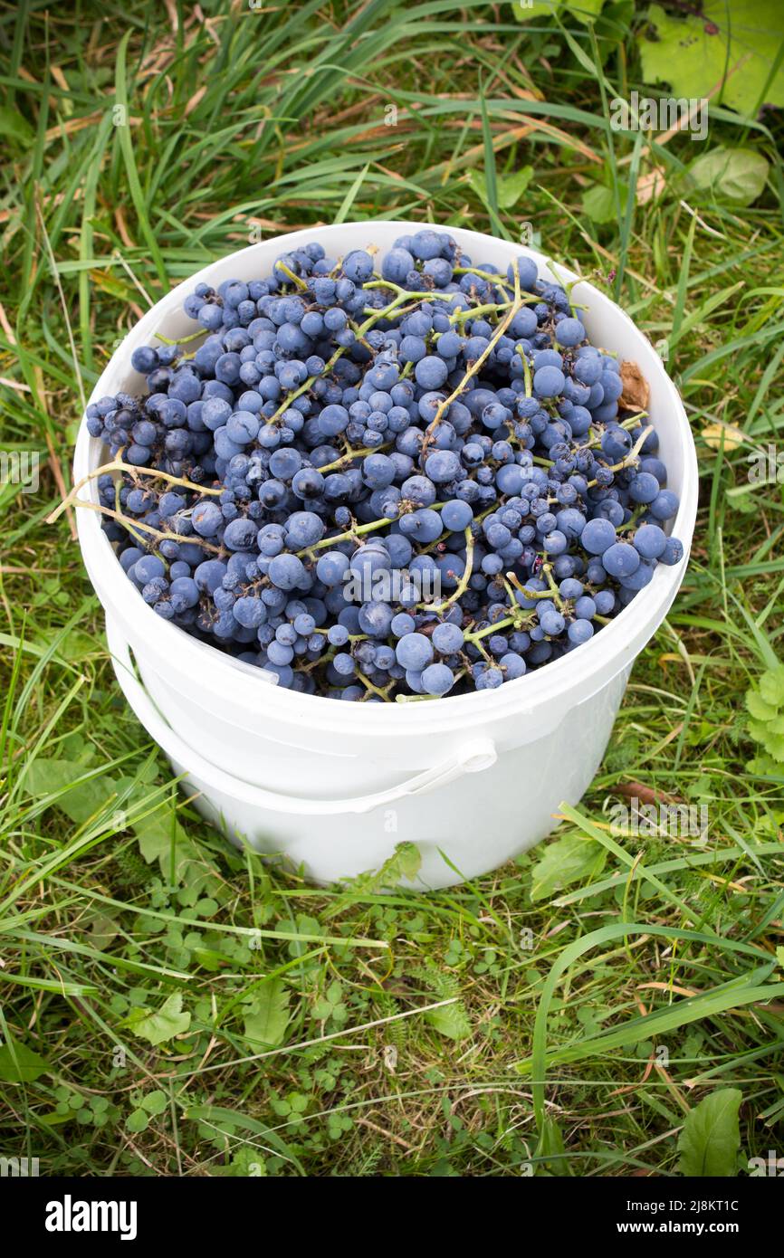 Grapes bucket hires stock photography and images Alamy